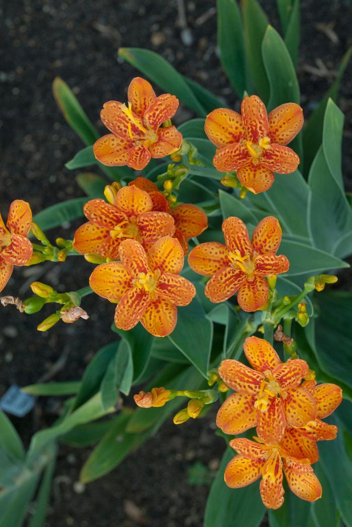 'Freckle Face' Blackberry Lily - Belamcanda chinensis from E.C. Brown's Nursery 'Freckle Face' Blackberry Lily - Belamcanda chinensis from E.C. Brown's Nursery