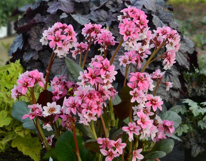 Dragon Fly&153; Angel Kiss Bergenia - Bergenia 'Dragon Fly&153; Angel Kiss' from E.C. Brown's Nursery