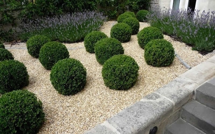 Unraveled American Boxwood - Buxus sempervirens ''Unraveled'' (American Boxwood) from E.C. Brown's Nursery