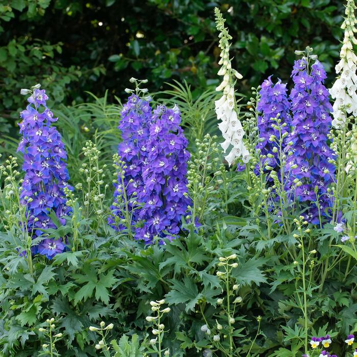 Delgenius™ 'Glitzy' - Delphinium x from E.C. Brown's Nursery