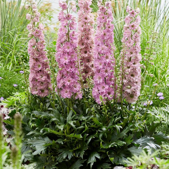 Delgenius™ 'Juliet' - Delphinium x from E.C. Brown's Nursery