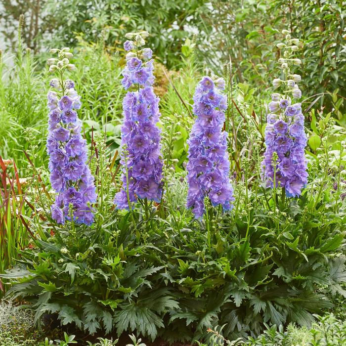 Delgenius™ 'Shelby' - Delphinium x from E.C. Brown's Nursery