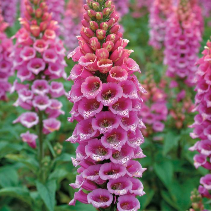 'Candy Mountain Rose' Foxglove - Digitalis purpurea from E.C. Brown's Nursery