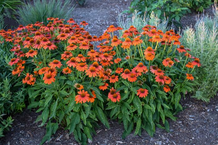 Sombrero® Adobe Orange - Echinacea 'Adobe Orange' (Coneflower) from E.C. Brown's Nursery Sombrero® Adobe Orange - Echinacea 'Adobe Orange' (Coneflower) from E.C. Brown's Nursery
