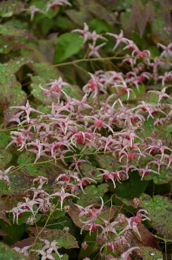 'Pink Champagne' Barrenwort - Epimedium hybrid from E.C. Brown's Nursery 'Pink Champagne' Barrenwort - Epimedium hybrid from E.C. Brown's Nursery