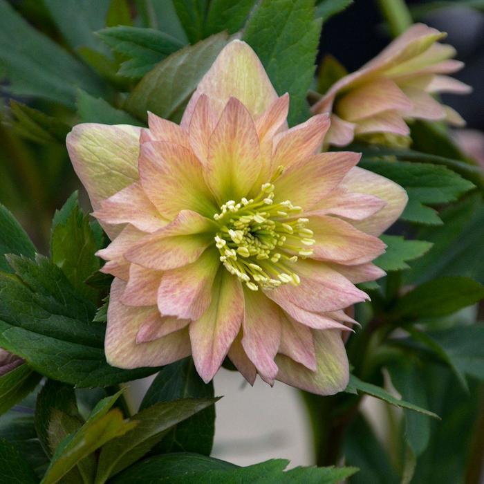 Wedding Party® Lenten Rose - Helleborus x from E.C. Brown's Nursery Wedding Party® Lenten Rose - Helleborus x from E.C. Brown's Nursery