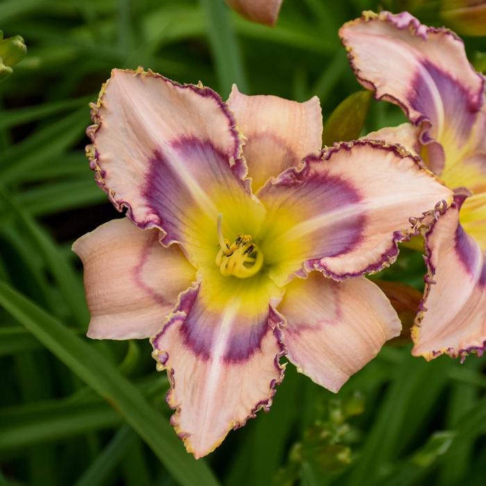 'Handwriting on the Wall' Daylily - Hemerocallis from E.C. Brown's Nursery