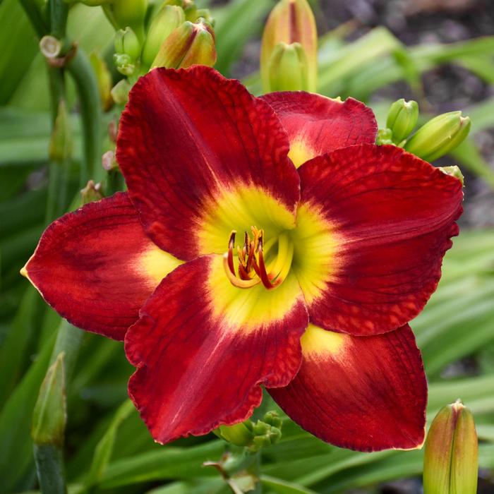'Passion For Red' Daylily - Hemerocallis from E.C. Brown's Nursery 'Passion For Red' Daylily - Hemerocallis from E.C. Brown's Nursery