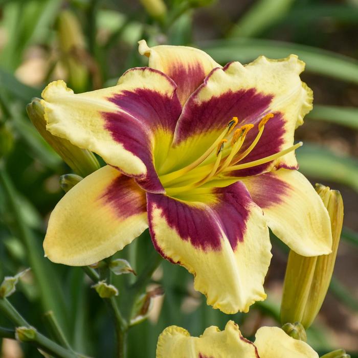 Rainbow Rhythm® 'Star of the North' Daylily - Hemerocallis from E.C. Brown's Nursery Rainbow Rhythm® 'Star of the North' Daylily - Hemerocallis from E.C. Brown's Nursery