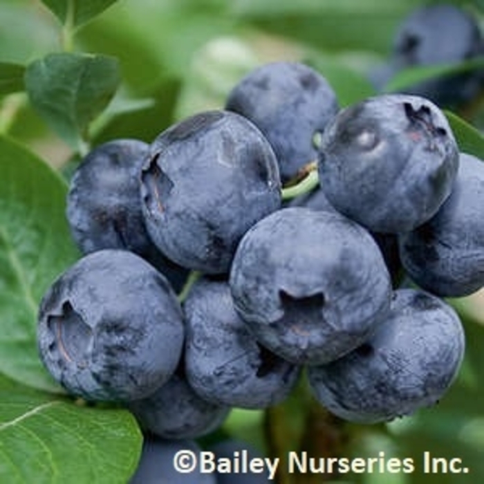 Northblue Blueberry - Blueberry x 'Northblue' from E.C. Brown's Nursery