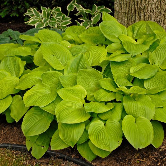 August Moon Hosta, Plantain Lily - Hosta 'August Moon' (Hosta, Plantain Lily) from E.C. Brown's Nursery