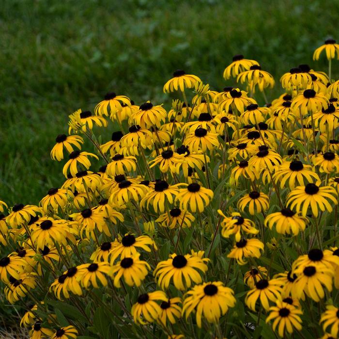 'American Gold Rush' - Rudbeckia from E.C. Brown's Nursery