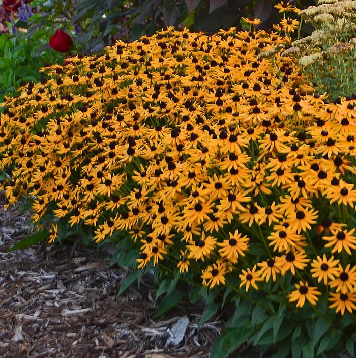 'Little Goldstar' Dwarf Black-Eyed Susan - Rudbeckia fulgida var. sullivantii from E.C. Brown's Nursery 'Little Goldstar' Dwarf Black-Eyed Susan - Rudbeckia fulgida var. sullivantii from E.C. Brown's Nursery