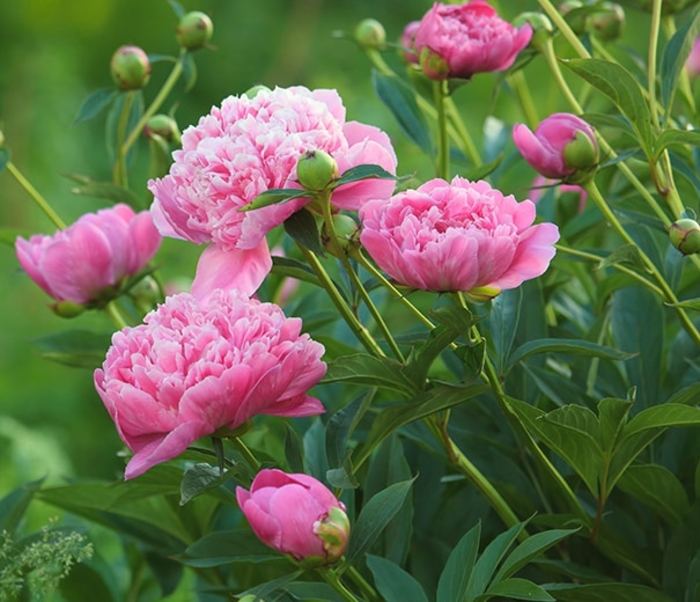 'Dr. Alex Fleming' - Paeonia lactiflora from E.C. Brown's Nursery