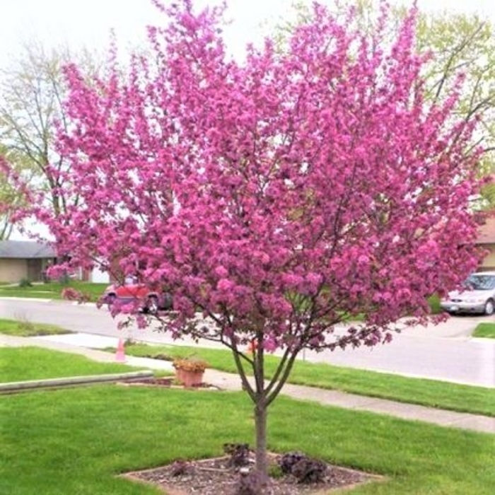 Purple Prince Crabapple - Malus x 'Purple Prince' from E.C. Brown's Nursery Purple Prince Crabapple - Malus x 'Purple Prince' from E.C. Brown's Nursery