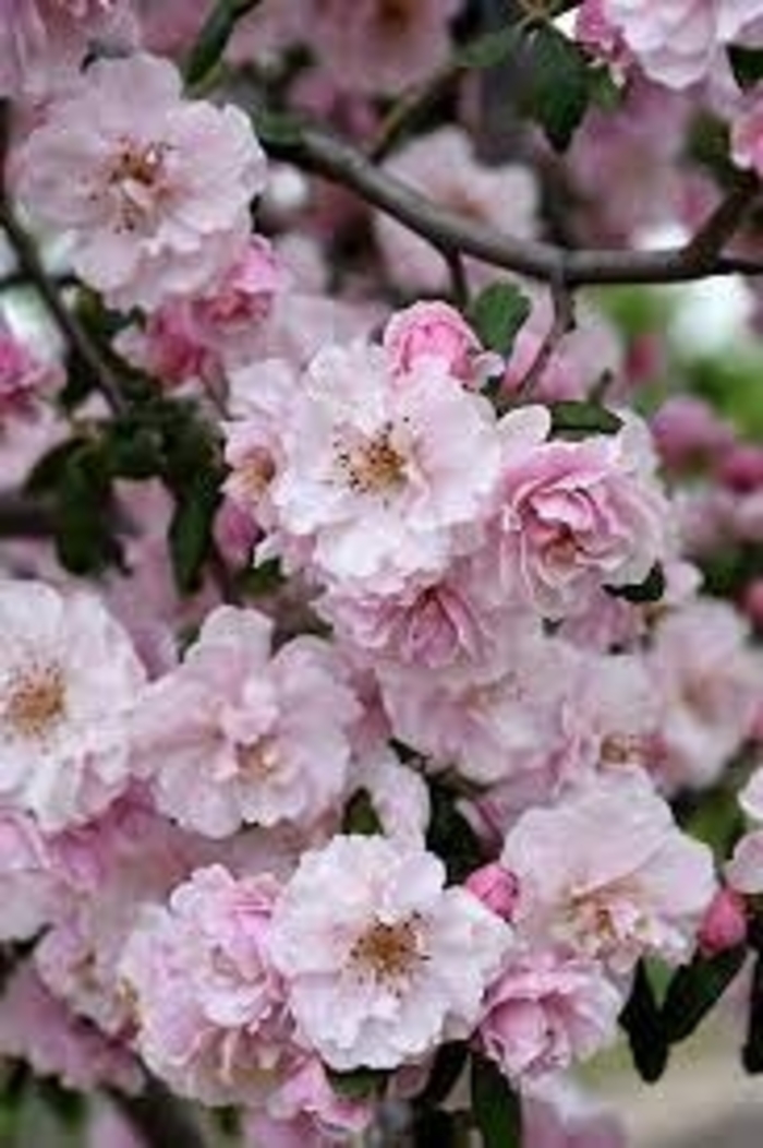 Prairie Rose Crabapple - Malus ioensis 'Prairie Rose'' from E.C. Brown's Nursery