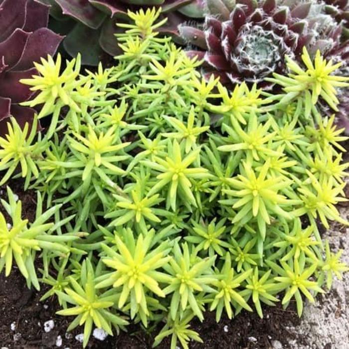 Sunsparkler® Angelinas Teacup - Sedum rupestre 'Angelinas Teacup' PP32344 (Stonecrop) from E.C. Brown's Nursery Sunsparkler® Angelinas Teacup - Sedum rupestre 'Angelinas Teacup' PP32344 (Stonecrop) from E.C. Brown's Nursery