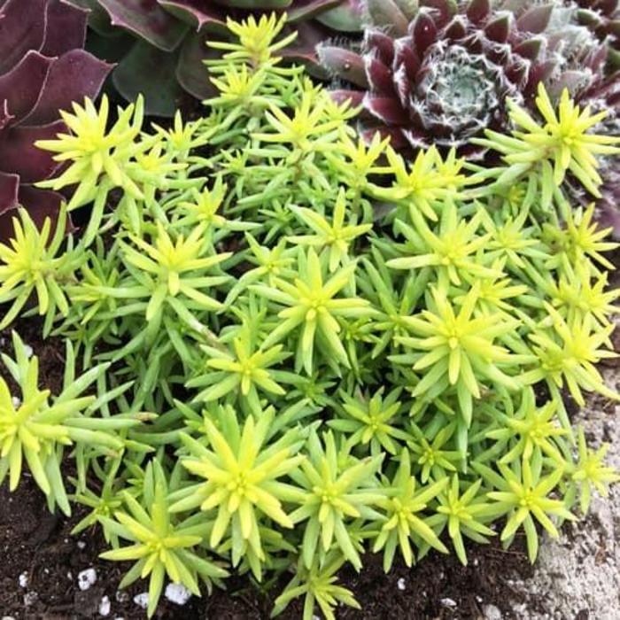 Sunsparkler® Angelinas Teacup - Sedum rupestre 'Angelinas Teacup' PP32344 (Stonecrop) from E.C. Brown's Nursery