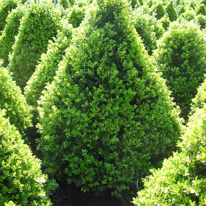 Cranberry Creek Boxwood - Buxus x 'Cranberry Creek' from E.C. Brown's Nursery