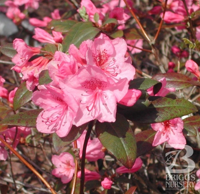 Aglo Pink Small-leaf Rhododendron - Rhododendron x 'Aglo' from E.C. Brown's Nursery Aglo Pink Small-leaf Rhododendron - Rhododendron x 'Aglo' from E.C. Brown's Nursery