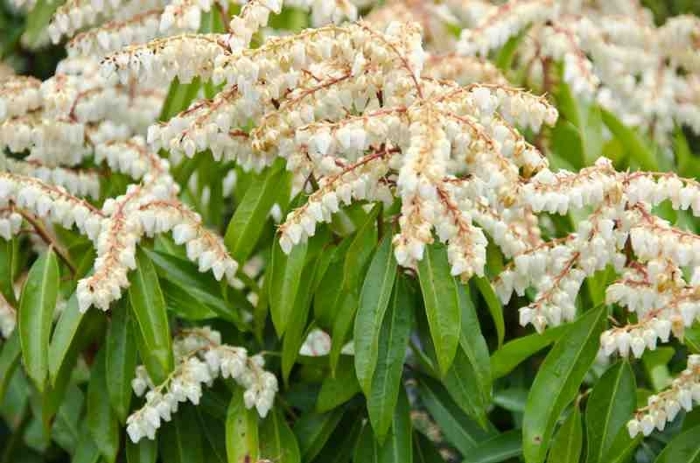 Brouwer's Beauty Andromeda - Pieris x 'Brouwer's Beauty' from E.C. Brown's Nursery