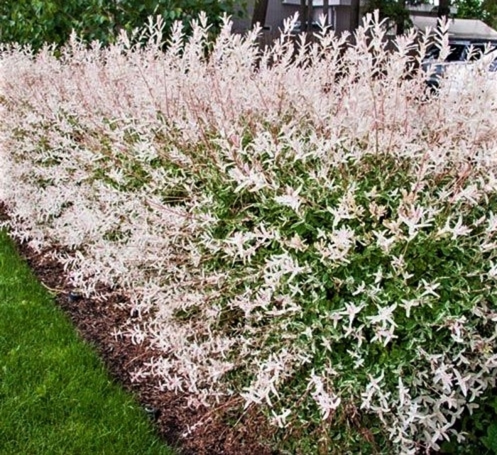 Dappled Willow - Salix integra 'Hakaro Nishki' tree from E.C. Brown's Nursery Dappled Willow - Salix integra 'Hakaro Nishki' tree from E.C. Brown's Nursery