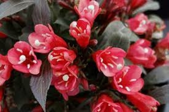 Electric Love Weigela - Weigela x 'DN 'Electric Love'' from E.C. Brown's Nursery