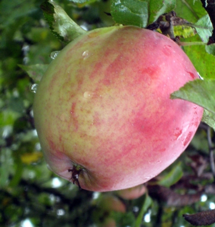 King SD Apple - Apple 'King' from E.C. Brown's Nursery