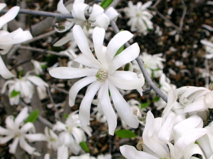 Waterlily Star Magnolia - Magnolia stellata from E.C. Brown's Nursery Waterlily Star Magnolia - Magnolia stellata from E.C. Brown's Nursery