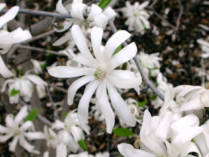 Waterlily Star Magnolia - Magnolia stellata from E.C. Brown's Nursery