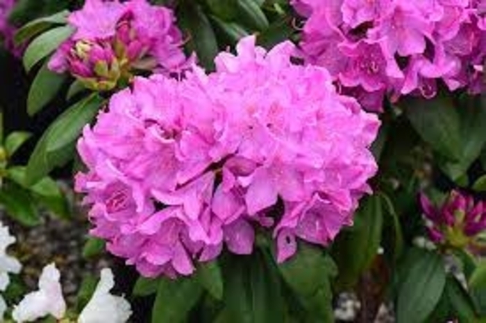 Roseum Pink - Rhododendron hybrid from E.C. Brown's Nursery