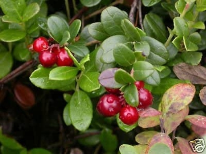Cranberry - Vaccinium macrocarpon from E.C. Brown's Nursery Cranberry - Vaccinium macrocarpon from E.C. Brown's Nursery