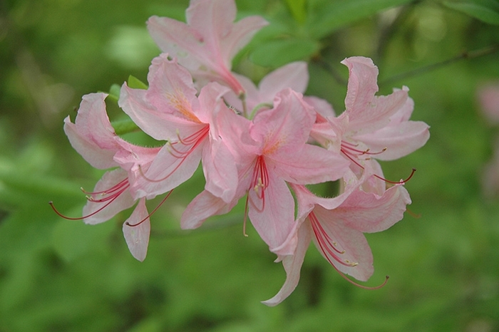 Jane Abbott Azalea - Azalea ''Jane Abbott'' from E.C. Brown's Nursery