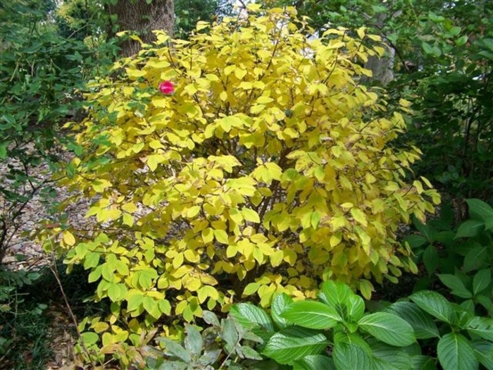 Leatherwood - Dirca palustris from E.C. Brown's Nursery