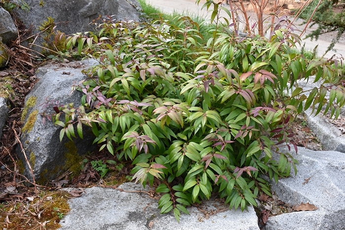 Leucothoe... Dog hobble - Leucothoe axillaris from E.C. Brown's Nursery