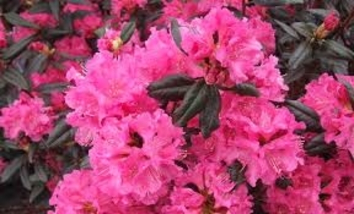 Landmark Rhododendron - Rhododendron x 'Landmark' from E.C. Brown's Nursery
