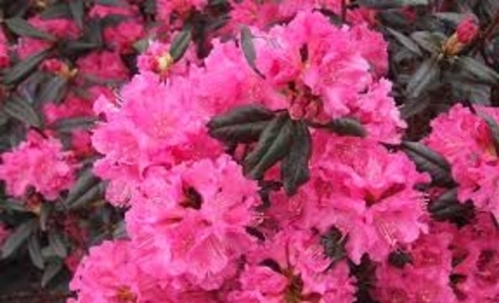 Landmark Rhododendron - Rhododendron x 'Landmark' from E.C. Brown's Nursery Landmark Rhododendron - Rhododendron x 'Landmark' from E.C. Brown's Nursery