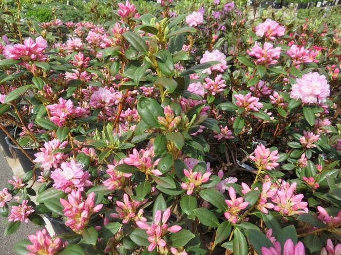 Silvery Pink Rhododendron - Rhododendron x 'Pioneer Slivery Pink' from E.C. Brown's Nursery Silvery Pink Rhododendron - Rhododendron x 'Pioneer Slivery Pink' from E.C. Brown's Nursery