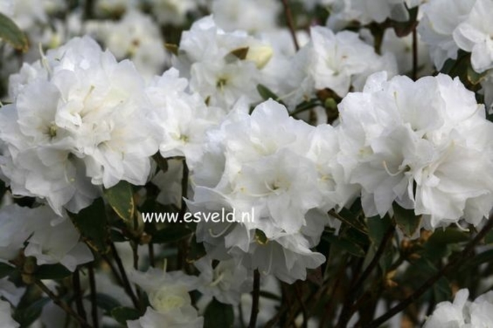April White Rhododendron - Rhododendron x 'April White' from E.C. Brown's Nursery