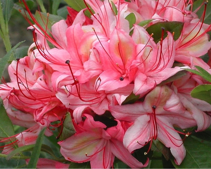 Lollipop Azalea - Azalea x 'Lollipop' from E.C. Brown's Nursery