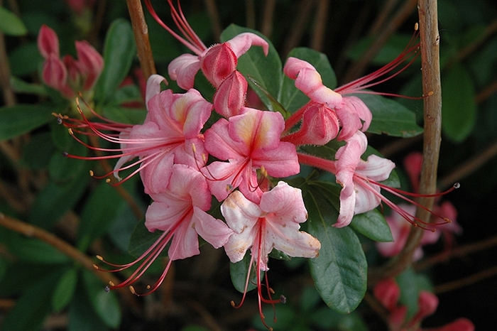 Pink n' Sweet - Azalea x 'Pink n' Sweet' from E.C. Brown's Nursery