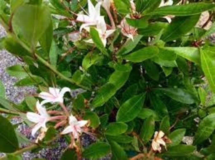 Hot Ginger & Dynamite - Azalea arborescens 'Hot Ginger & Dynamite' from E.C. Brown's Nursery Hot Ginger & Dynamite - Azalea arborescens 'Hot Ginger & Dynamite' from E.C. Brown's Nursery