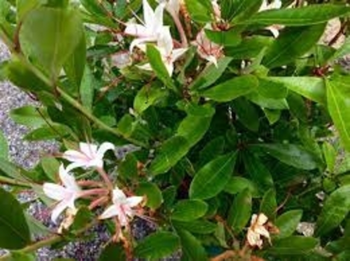 Hot Ginger & Dynamite - Azalea arborescens 'Hot Ginger & Dynamite' from E.C. Brown's Nursery