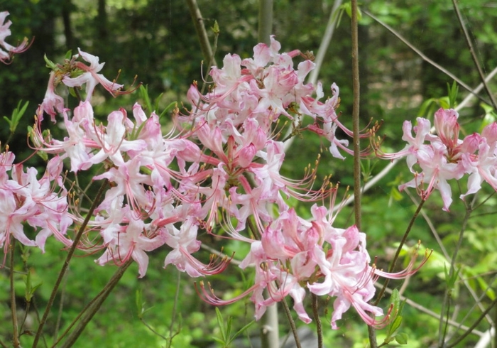 Pinxter Bloom Azalea - Azalea nudiflorum (pericylmenoides) from E.C. Brown's Nursery