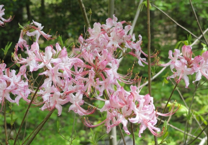 Deep Pink Pinxter Bloom - Azalea nudiflorum (periclymenoides) 'Deep Pink' from E.C. Brown's Nursery