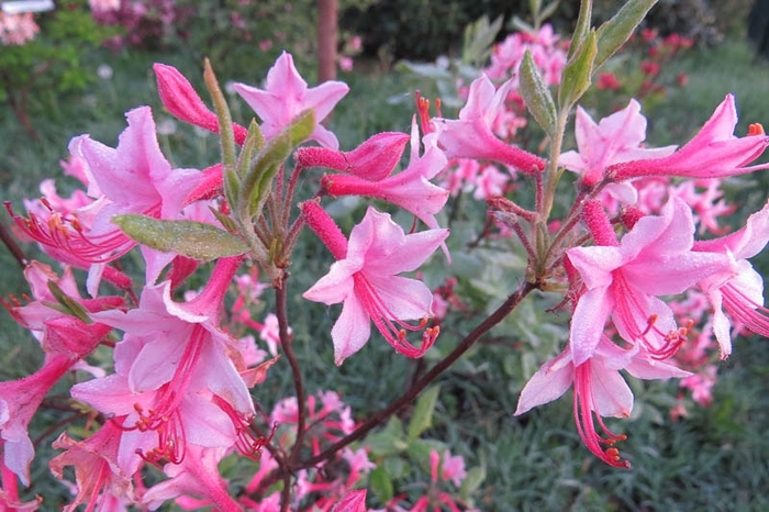 Roseshell Azalea - Azalea roseum (prinophyllum) from E.C. Brown's Nursery Roseshell Azalea - Azalea roseum (prinophyllum) from E.C. Brown's Nursery