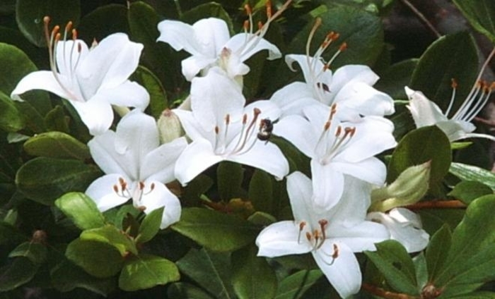 Swamp Azalea - Azalea viscosum from E.C. Brown's Nursery