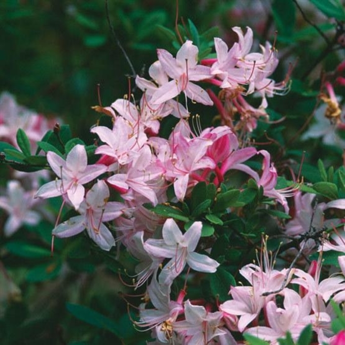 Pink Mist Swamp Azalea - Azalea viscosum 'Pink Mist' from E.C. Brown's Nursery