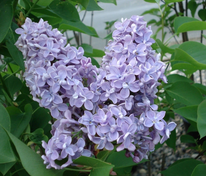 President Grevy Lilac - Syringa vulgaris 'President Grevy' from E.C. Brown's Nursery President Grevy Lilac - Syringa vulgaris 'President Grevy' from E.C. Brown's Nursery