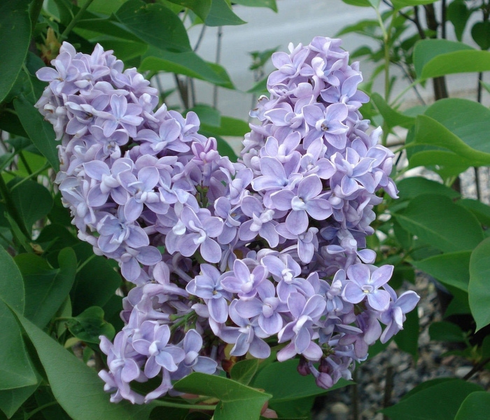 President Grevy Lilac - Syringa vulgaris 'President Grevy' from E.C. Brown's Nursery